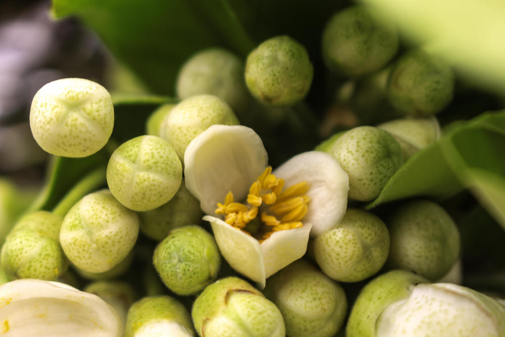 Nao lòng những gánh hoa bưởi mang hồn quê ra Hà Nội